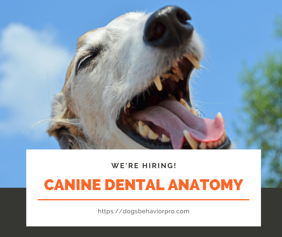 How Many Teeth Do Dogs Have Understanding Canine Dental Anatomy
